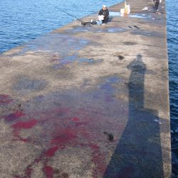 加太の小波止でハマチゲット！！