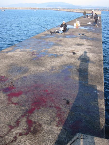 加太の小波止でハマチゲット！！