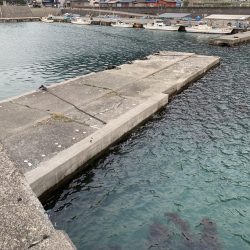 根魚ちゃん、こんにちは!