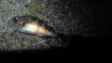 富津のメバルはまだ？小ぶり