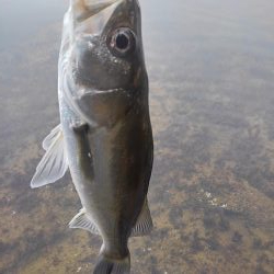 朝マズメボイル