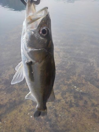 朝マズメボイル