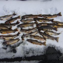 渓流釣り解禁後の初釣行