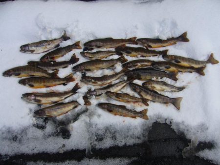 渓流釣り解禁後の初釣行