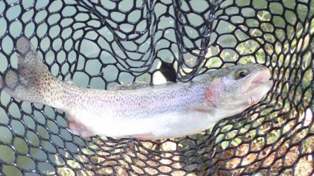 エリアトラウト（FRS）