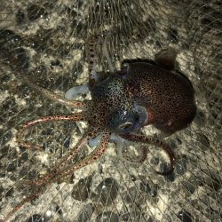 タコ、メバルなど