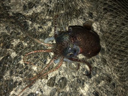 タコ、メバルなど