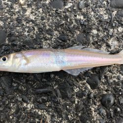 コウイカ、カマス、シーバスなど