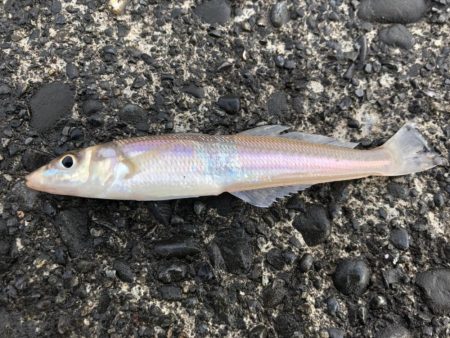 コウイカ、カマス、シーバスなど