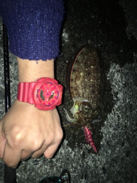 太刀魚、コウイカ、アオリイカなど