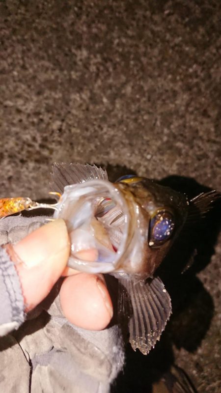 懲りずにプラッキング