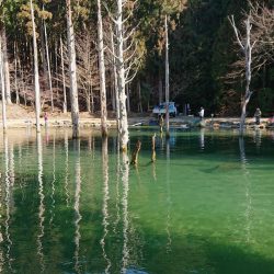 激難！朽木渓流魚センター 釣果。