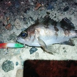 メバルプラッキング