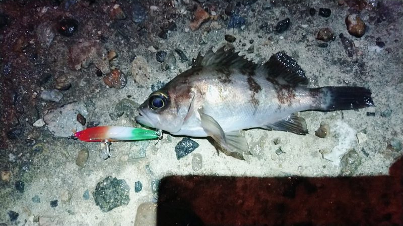 メバルプラッキング