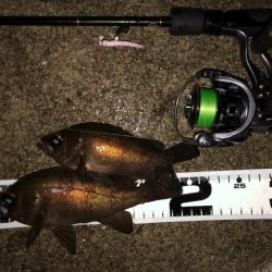 二見メバリング7