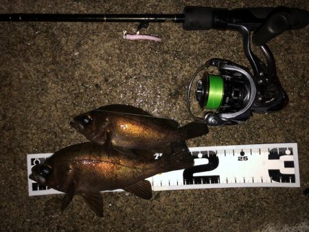 二見メバリング7