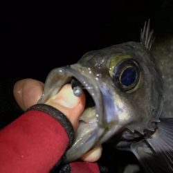 久しぶりの釣り
