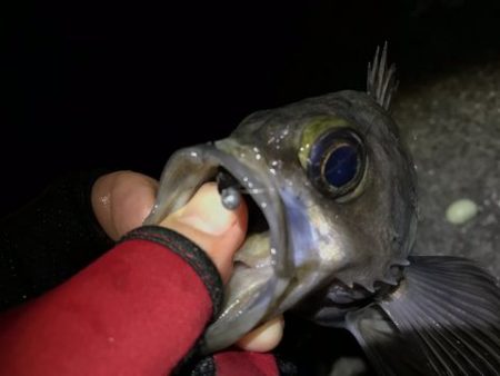 久しぶりの釣り