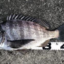 イチノ兄弟、釣果