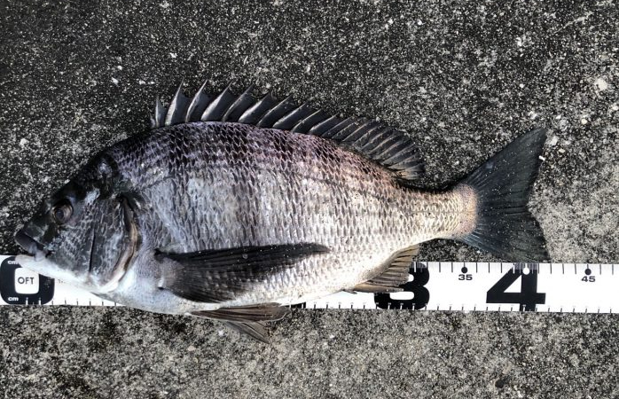 イチノ兄弟、釣果