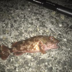 ガシラ・メバル