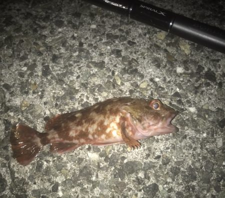 ガシラ・メバル