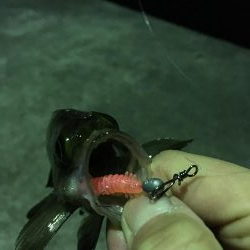 いろいろ狙い！