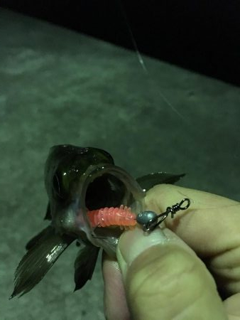 いろいろ狙い！