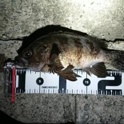 いつもの場所でデカメバル