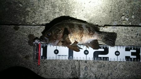 いつもの場所でデカメバル