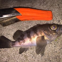 久しぶりにメバル!