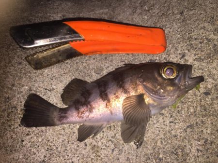 久しぶりにメバル!