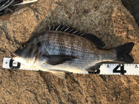 イチノ兄弟、釣果！