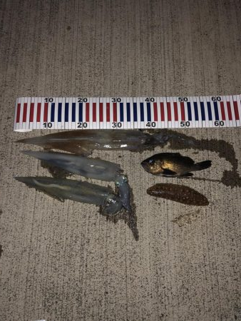 イカ釣りを教えるの巻