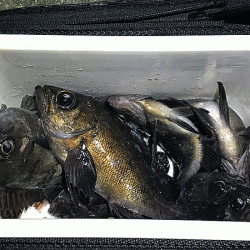 姫路メバリング(2019-7)