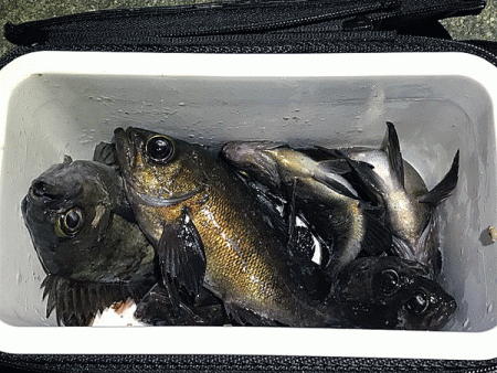 姫路メバリング(2019-7)