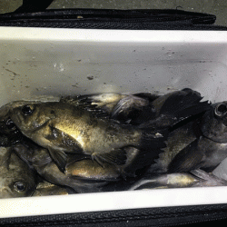 姫路メバリング(2019-10)