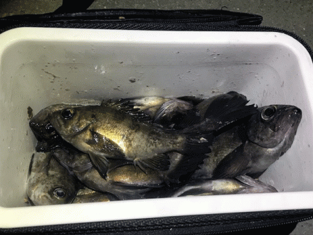 姫路メバリング(2019-10)