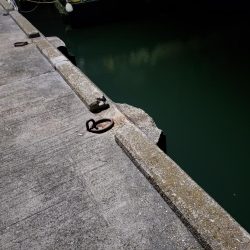 シーバスを求めて