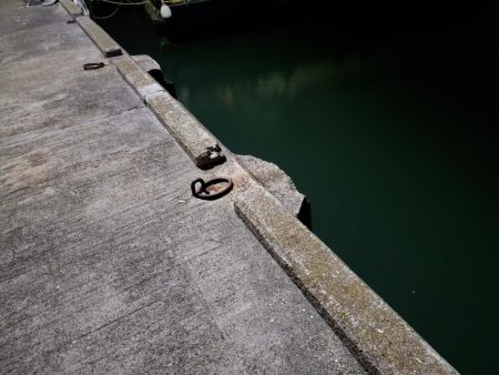 シーバスを求めて