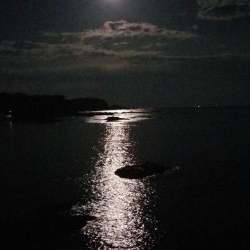 大物アオリイカ