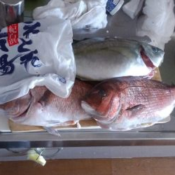 カタタの釣り堀でヒラス狙い