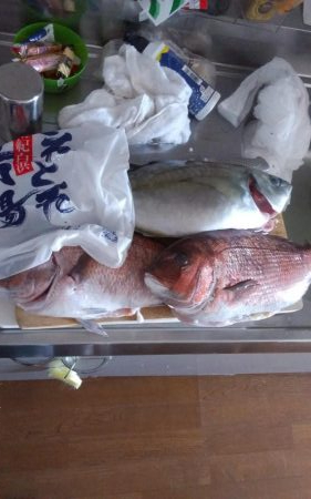 カタタの釣り堀でヒラス狙い