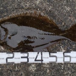 まさかのヒラメ