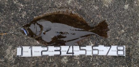 まさかのヒラメ