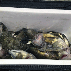 姫路メバリング(2019-12)