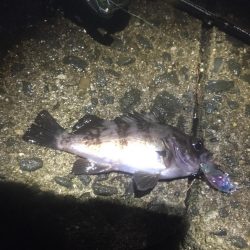 雨でもメバルプラグ縛り