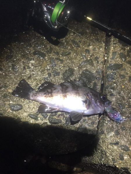 雨でもメバルプラグ縛り