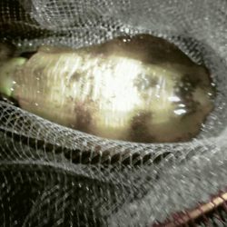 太刀魚、コウイカ、アオリイカなど