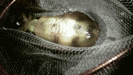 太刀魚、コウイカ、アオリイカなど